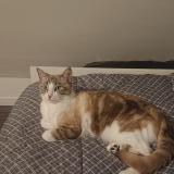 Photo de chat perdu à St Jacques De La Lande