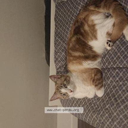 Photo 1/1 Laura Chat perdu à St jacques de la lande