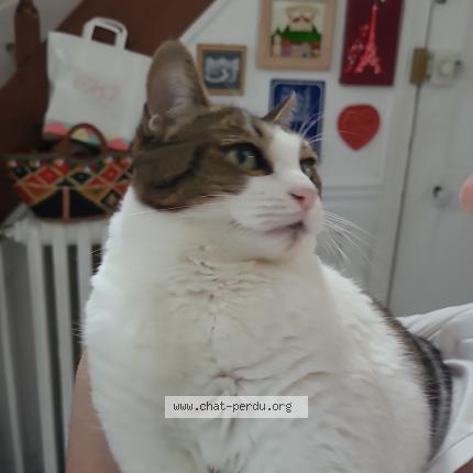 Photo 1/1 Clochette Chat perdu à Montmorency