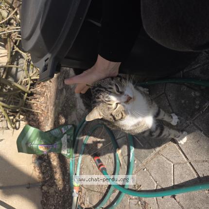 Photo 1/1 Chat trouvé Trouvé à Sassenay