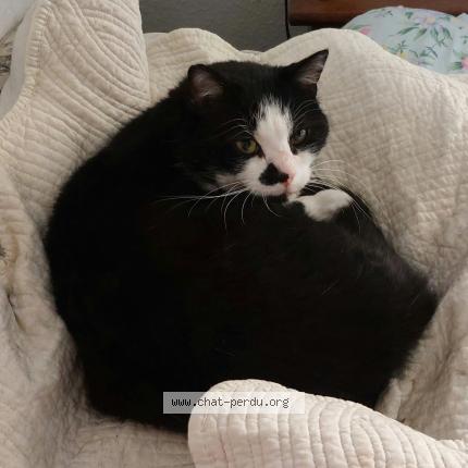 Photo 1/1 Chat trouvé Trouvé à Saint apollinaire