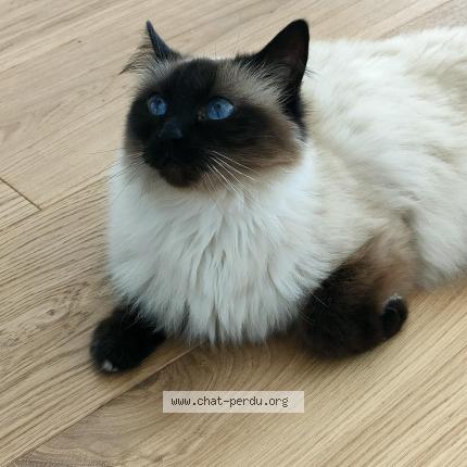 Photo 1/1 Louna Chat perdu à Saint mars du desert