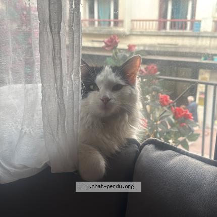 Photo 1/1 Coco Chat perdu à Annecy