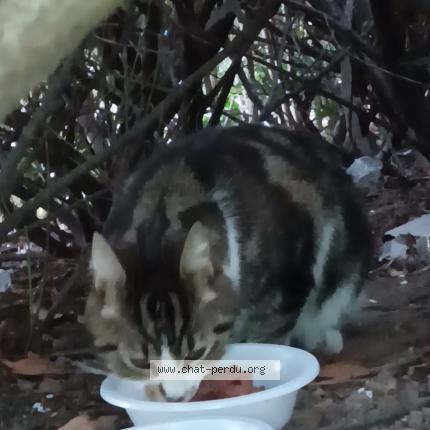 Photo 1/1 Chat trouvé Trouvé à Boulogne billancourt