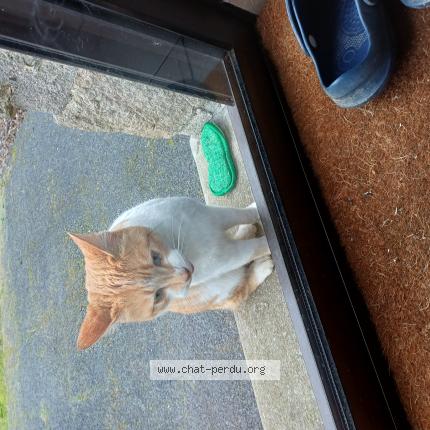 Photo 1/1 Chat trouvé Trouvé à Les herbiers