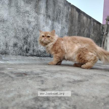 Photo 1/1 Leo Chat perdu à Kanchipuram
