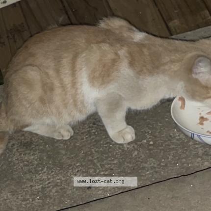 Photo 1/1 Chat trouvé Trouvé à Granville