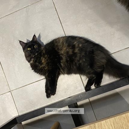 Photo de chat perdu à Ouveillan