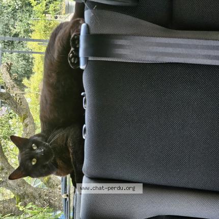 Photo 1/1 CROUTE Chat perdu à Thionville