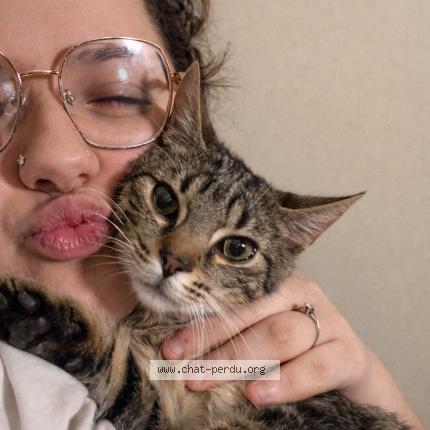 Photo 1/1 Ice Chat perdu à Clermont en argonne