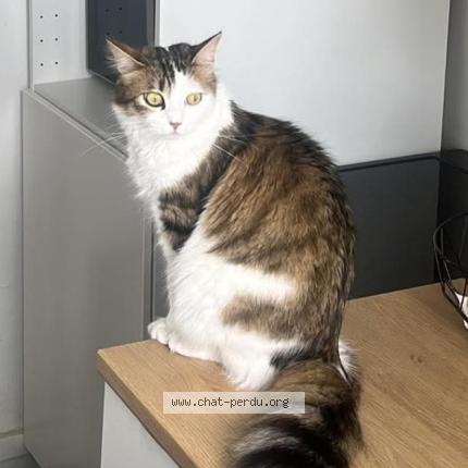 Photo 1/1 Athena Chat perdu à Six fours les plages