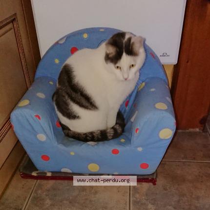 Photo 1/1 Nebulon Chat perdu à Mours