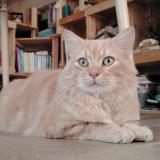 Photo de chat perdu à Cheille