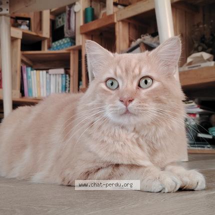 Photo 1/1 Leclercq axel Chat perdu à Cheille