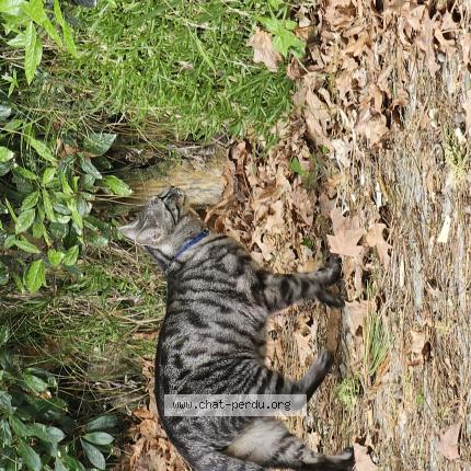 Photo 1/1 Chat trouvé Trouvé à Arcachon