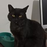 Photo de chat perdu à Merignac