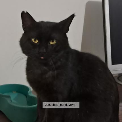 Photo 1/1 Coquin Chat perdu à Merignac