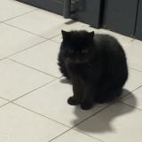 Photo de chat trouvé à Thumeries