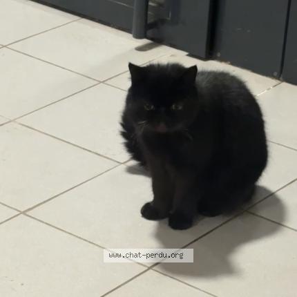 Photo 1/1 Chat trouvé Trouvé à Thumeries