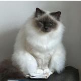 Photo de chat perdu à Plozevet