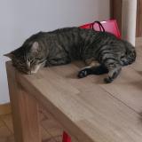 Photo de chat perdu à Alleur