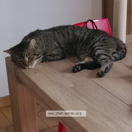 Photo 1/1 simba Chat perdu à Alleur