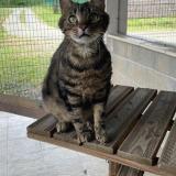 Photo de chat perdu à Poitiers