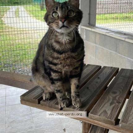 Photo 1/1 Olaf Chat perdu à Poitiers