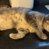 Photo de chat perdu à Lyon