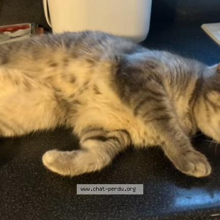 Photo 1/1 Chipi Chat perdu à Lyon