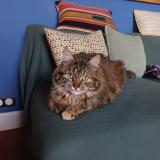 Photo de chat perdu à Dijon