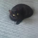 Photo de chat perdu à Bordeaux