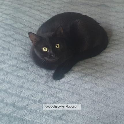 Photo 1/1 Menace Chat perdu à Bordeaux