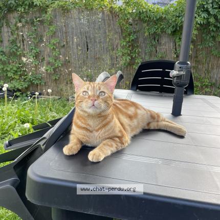 Photo 1/1 Kira Chat perdu à Livry gargan