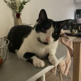 Photo de chat perdu à Lanta