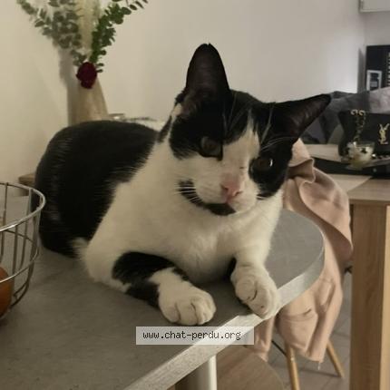 Photo 1/1 Pablo Chat perdu à Lanta