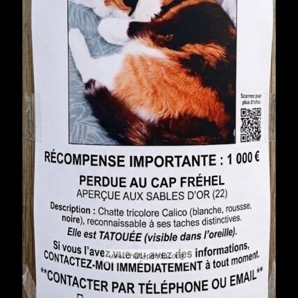 Photo 1/1 aidi Chat perdu à Sable D Or Les Pins