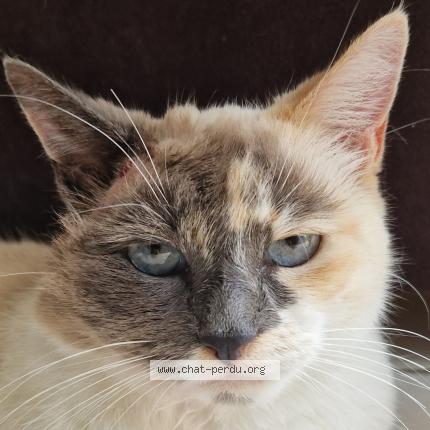 Photo 1/1 Yuna Chat perdu à Guichen