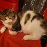 Photo de chat trouvé à Merville