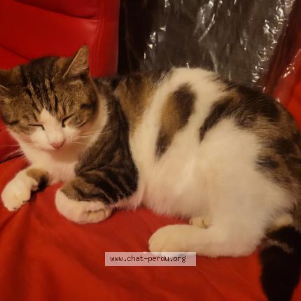 Photo 1/1 Chat trouvé Trouvé à Merville