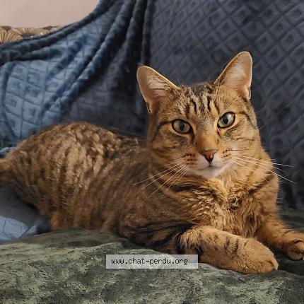 Photo 1/1 Taz Chat perdu à Arras