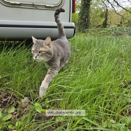 Photo 1/1 Tsookie Chat perdu à Juigne sur loire