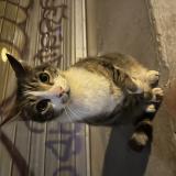 Photo de chat trouvé à Nantes