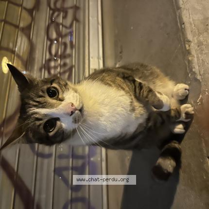 Photo 1/1 Chat trouvé Trouvé à Nantes