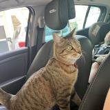 Photo de chat perdu à Ecrouves