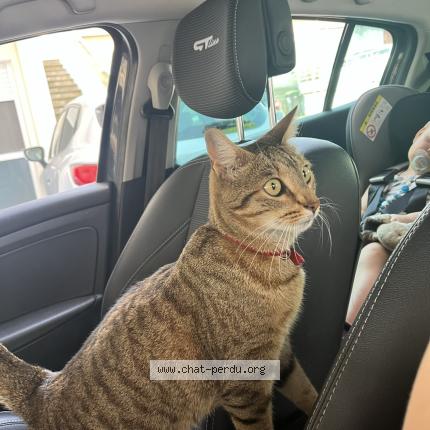 Photo 1/1 Nenette Chat perdu à Ecrouves