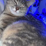 Photo de chat perdu à Epervans