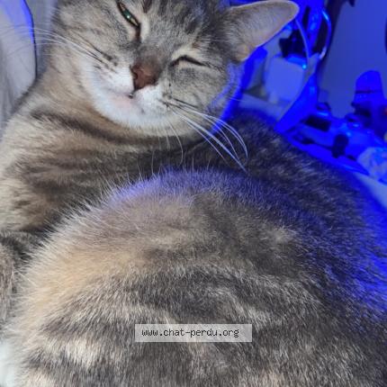 Photo 1/1 Desigual Chat perdu à Epervans