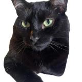 Photo de chat perdu à Gradignan