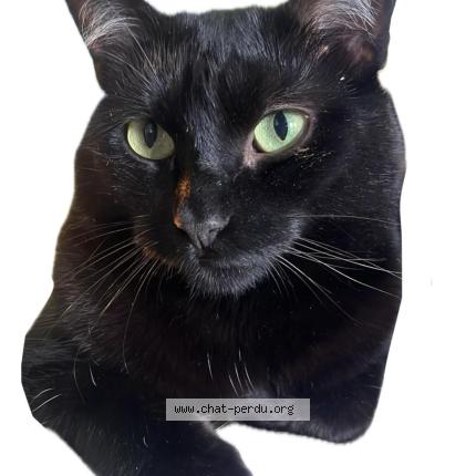 Photo 1/1 ORI Chat perdu à Gradignan